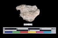 藏品(石棉)的圖片